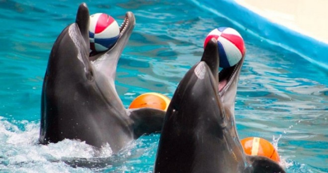 Side Yunus Gösterisi Turu